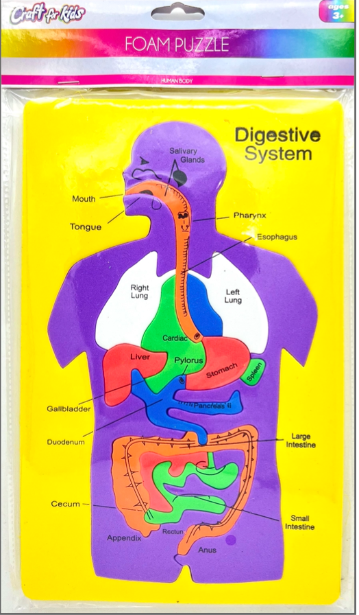 Foam Puzzle-Digestive System – Craft For Kids